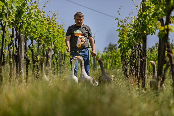 Vinar Božidar Zorjan ustvarja vina na samosvoj način. (Foto: Dejan Bulut Photography)
